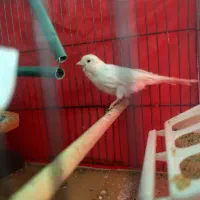 قناری ماده آماده جفت