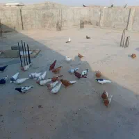 کبوتر