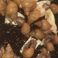 حلزون پرورشی