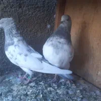 کبوتر|پرنده|ساوه, |دیوار