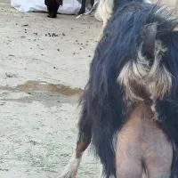 بزمرندی