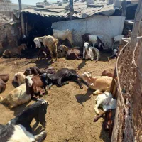 بز و کره داشتی فروش فوری
