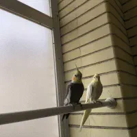 عروس هلندی بالغ و دستی|پرنده|شاهین‌شهر, خبرنگار|دیوار