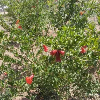 باغ با مجوز دیوار،فنس،سند تکبرگ