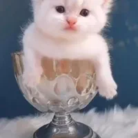 تعدادی گربه ملوس/واکسن زده/با تایید سلامت واصالت|گربه|تهران, شهرک غرب|دیوار