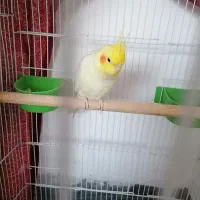 فروش عروس هلندی و کبوتر زاغ نرو ماده