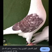 یه خانه کبوتر