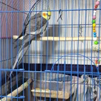 عروس هلندی|پرنده|شوط, |دیوار