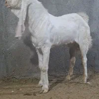 نر بز گلابی پاکستانی