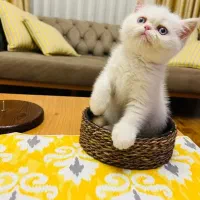 گربه بریتیش گربه اسکاتیش موقعیت شیراز|گربه|شیراز, معالیآباد|دیوار