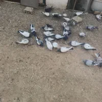 کبوتر همه رفم|پرنده|پاکدشت, خاتون آباد|دیوار