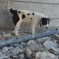 سگ ماده قدرجونی معاوظه