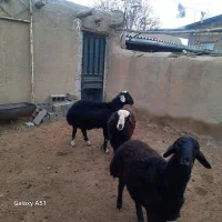 بره نژاد دار مخصوص قوچ|حیوانات مزرعه|شهمیرزاد, |دیوار