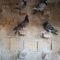 کبوتر مسافتی|پرنده|اهر, |دیوار