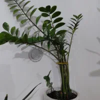 گل و گیاه آپارتمانی