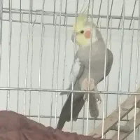 عروس هلندی نر