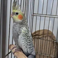 عروس هلندی|پرنده|رباط‌کریم, آدران|دیوار