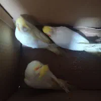 عروس هلندی دستی|پرنده|نکا, |دیوار