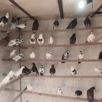 کبوتر اصیل کاشان سرخ حنایی سرور چلچله کله دار|پرنده|کاشان, فین بزرگ|دیوار