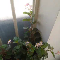 گل عروس