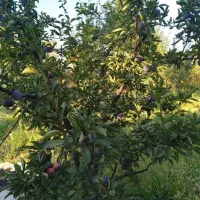 باغ|فروش زمین و ملک کلنگی|انزل, |دیوار