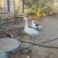 یک جفت غاز سالم|حیوانات مزرعه|میناب, |دیوار