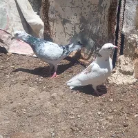 کبوتر