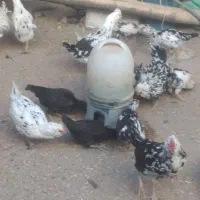 فروش تعداد مرغ و خروس گلین زیبا و اصل|حیوانات مزرعه|دهگلان, |دیوار