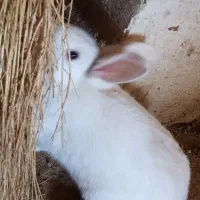 خرگوش ماده اکرم