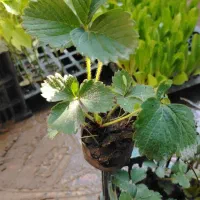 به فروش میرسد|خدمات باغبانی و درختکاری|برازجان, |دیوار