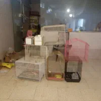 قفس|پزشکی|شاندیز, |دیوار