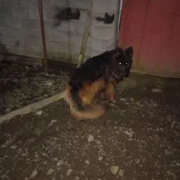 سگ ژرمن|سگ|لاهیجان, بازکیاگوراب|دیوار