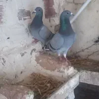 کفتر دوبر|پرنده|اردبیل, |دیوار