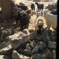 ۳۰ راس بز بفروش میرسد|حیوانات مزرعه|ایذه, |دیوار