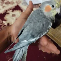 عروس هلندی دستی|پرنده|بندرعباس, |دیوار
