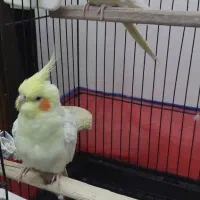 فوری فوری        عروس نر و ماده