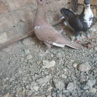 کفتر پرشی|پرنده|تربت‌حیدریه, میدان مرکزی|دیوار