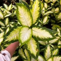 عرضه گل وگیاه آپارتمانی ویزیت درمنزل ومشاوره|گل و گیاه طبیعی|کاشان, ولیعصر|دیوار