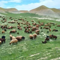 گوسفند قصابی بیست وپنج به بالا