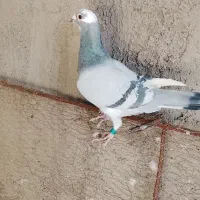 سلام نروماده سار شکلاتی|پرنده|بیرجند, |دیوار