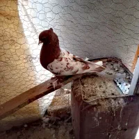 ی دونه نر سفید وی دونه ماده سینه ی