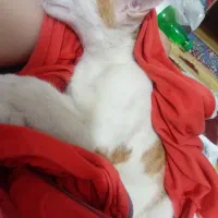 گربه پیدا شده