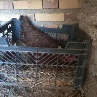 مرغ کرک مست