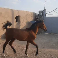 کره نریان کورد