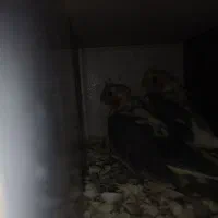 جوجه عروس هلندی|پرنده|تربت جام, خیرآباد|دیوار