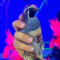 طوطی آوازخوان پرندگان زینتی