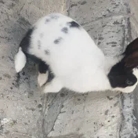 خرگوش|موش و خرگوش|ورامین, ورامین|دیوار