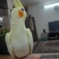 جوجه عروس هلندی|پرنده|کرج, محمود آباد|دیوار