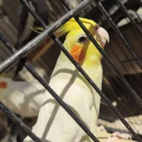 پرنده ،طوطی عروس،هلندی ، آلبینو و لوتینو ،جفت|پرنده|قم, شهر قائم|دیوار