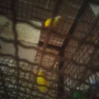 کوتوله|پرنده|جوین, |دیوار